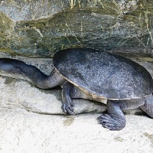 Northern Snake-Necked Turtle (Chelodina rugosa) February 23, 2025