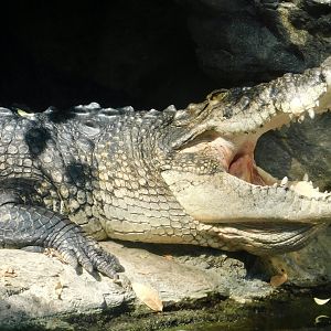 Saltwater Crocodile Sunbathing in Vivarium