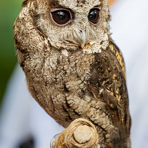 collared scops owl (Otus lettia)
