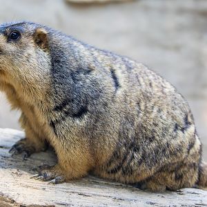 Himalayan marmot (Marmota himalayana)