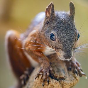 red squirrel (Sciurus vulgaris)