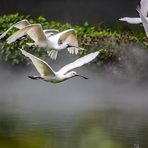 Eurasian spoonbill (Platalea leucorodia)