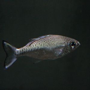 Dark-margined flagtail (Kuhlia marginata) - Animalium BRIN
