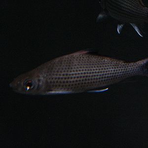 Signal barb (Labiobarbus festivus) - Animalium BRIN