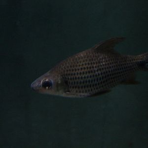 Beardless barb (Cyclocheilichthys apogon) - Animalium BRIN