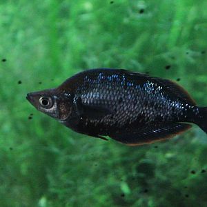 Red rainbowfish (Glossolepis incisa) - Animalium BRIN