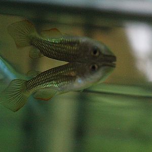 Striped panchax (Aplocheilus lineatus) - Animalium BRIN