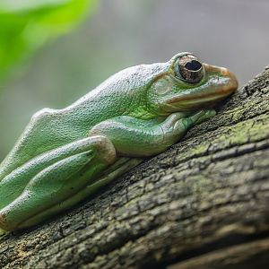 Chinese flying frog  (Zhangixalus dennysi)