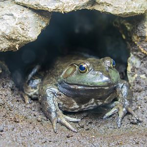 American bullfrog (Lithobates catesbeianus)