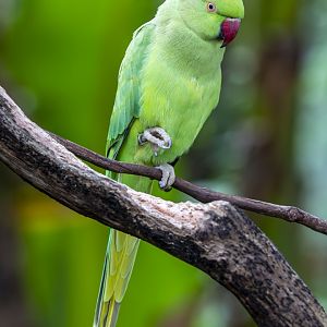 rose-ringed parakeet (Psittacula krameri)