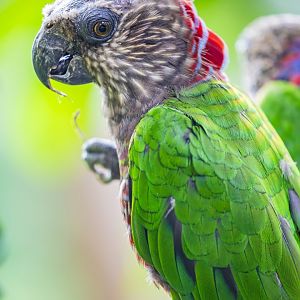 hawk-headed parrot(Deroptyus accipitrinus)