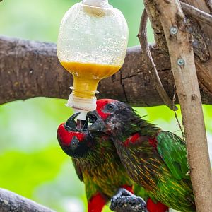 yellow-streaked lory (Chalcopsitta scintillata)