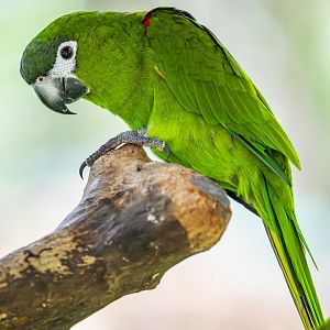red-shouldered macaw (Diopsittaca nobilis)