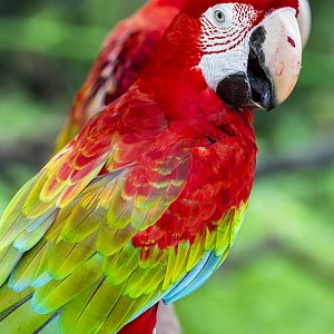 red-and-green macaw (Ara chloropterus)