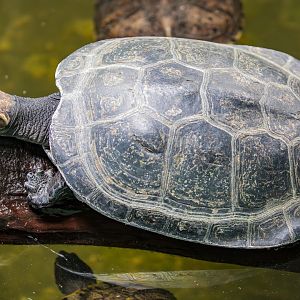yellow-spotted Amazon river turtle(Podocnemis unifilis)