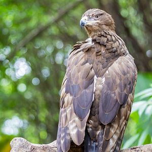 steppe eagle (Aquila nipalensis)