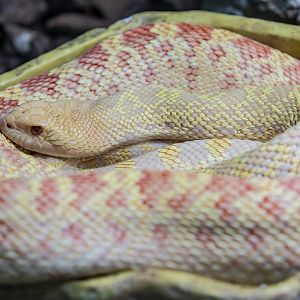 Albino bullsnake (Pituophis catenifer sayi)