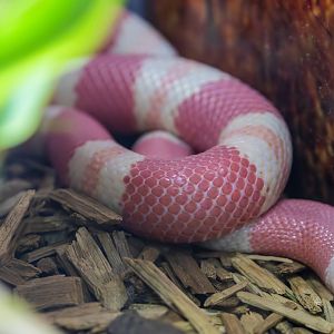 albino pueblan milk snake (Lampropeltis triangulum campbelli)