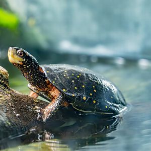 spotted turtle (Clemmys guttata)
