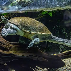 northern long-necked turtle (Chelodina (Chelydera) rugosa)