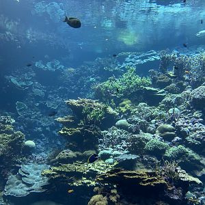 Ocean - Coral Reef Tank