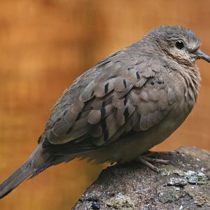 Ecuadorian ground dove (Columbina buckleyi)