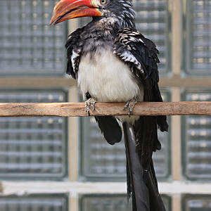 Crowned hornbill (Lophoceros alboterminatus)