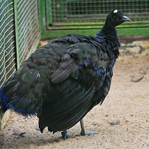 Congo peafowl (Afropavo congensis)