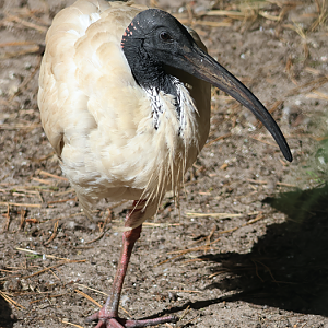 Australian white ibis (Threskiornis molucca)