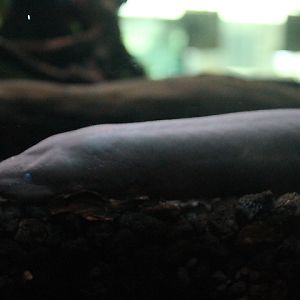 Three-toed amphiuma (Amphiuma tridactylum) - Animalium BRIN