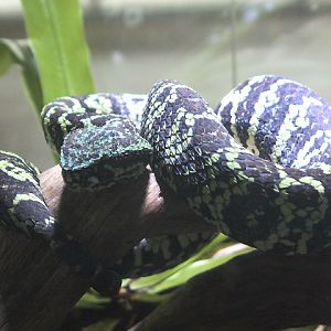 Sulawesi pit viper (Tropidolaemus laticinctus) - Animalium BRIN