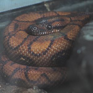Brazilian rainbow boa (Epicrates cenchria cenchria) - Animalium BRIN