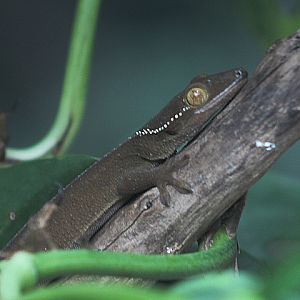 Lined gecko (Gekko vittatus) - Animalium BRIN