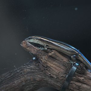 Pacific blue-tail skink (Emoia caeruleocauda) - Animalium BRIN
