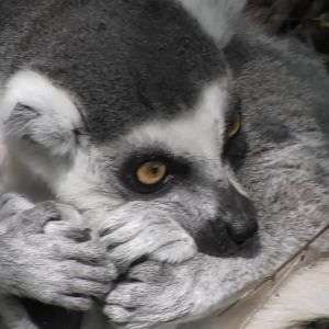 Ring tailed lemur