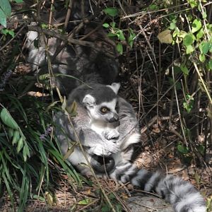 Ring tailed lemur