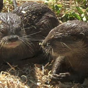 Baby Asian small clawed otters