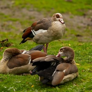 Egyptian Geese