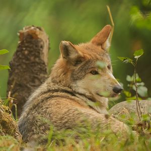 Mexican Wolf