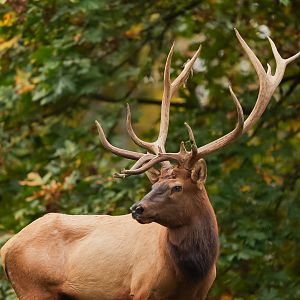 Elk (male)