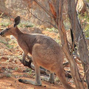 Euro (Osphranter robustus erubescens)