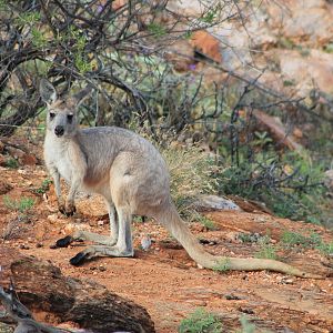 Euro (Osphranter robustus erubescens)