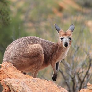 Euro (Osphranter robustus erubescens)