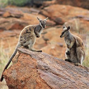 Black-flanked Rock Wallabies (Petrogale lateralis)