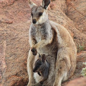 Black-flanked Rock Wallaby (Petrogale lateralis)