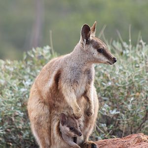 Black-flanked Rock Wallaby (Petrogale lateralis)