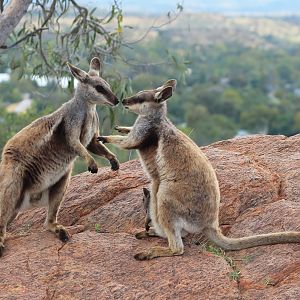 Black-flanked Rock Wallabies (Petrogale lateralis)