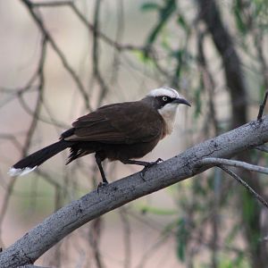 Grey-crowned Babbler (Pomatostomus temporalis)