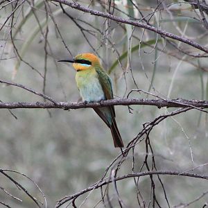 Rainbow Bee-eater (Merops ornatus)