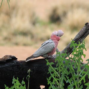Galah (Eolophus roseicapilla)